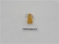 藏品(巨橙苔蛾)的圖片